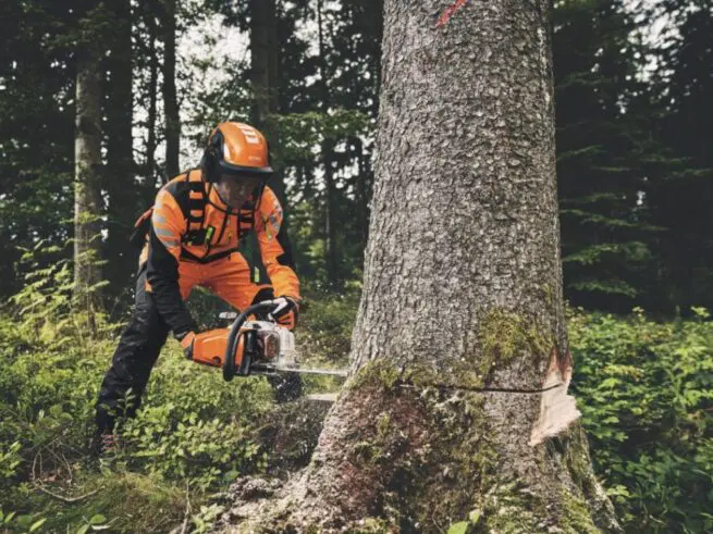 mand iført skovhjelm og skæreudstyr fælder træ i skov med stihl motorsav ms 400 c-m vw