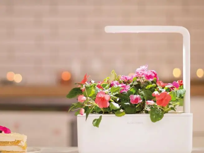 hvid click and grow smart garden 3 med blomster