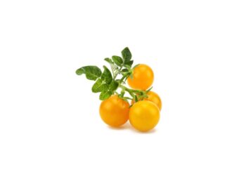 click and grow gule minitomater