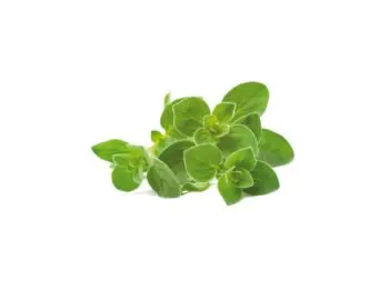 click and grow oregano