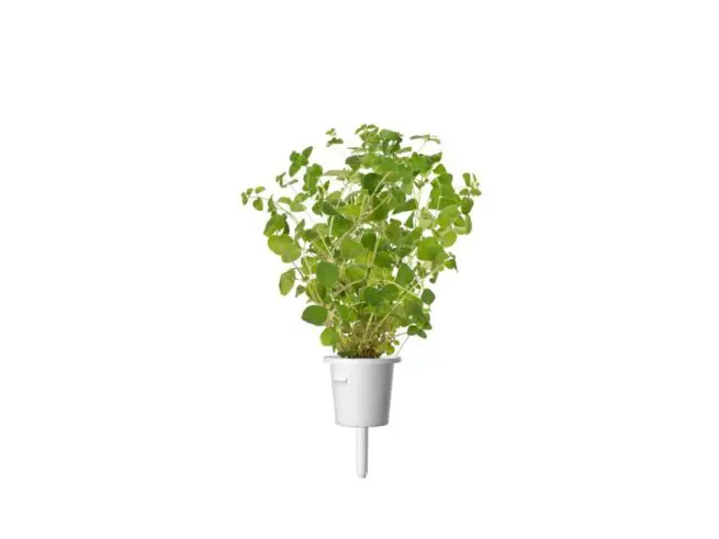 click and grow oregano
