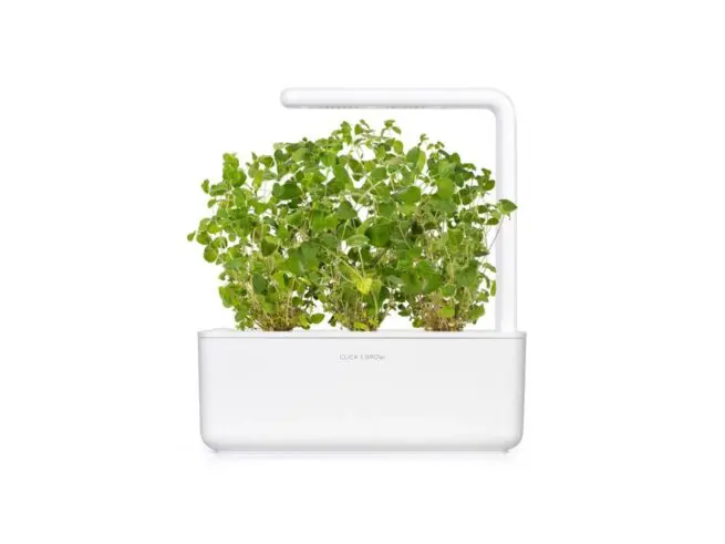 Click and Grow - Oregano - 3 stk - Billede 4