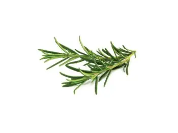 click and grow rosmarin