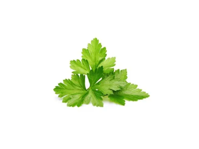 click and grow koriander