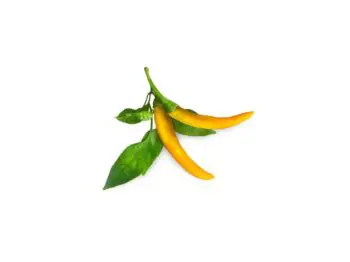 click and grow gul chili