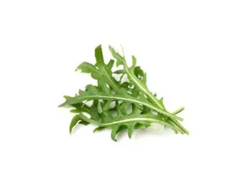click and grow rucola