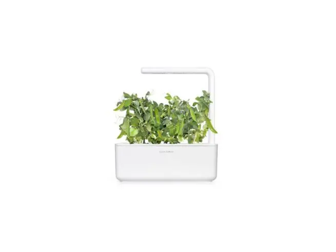 click and grow smart garden med dværgærter