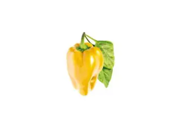 click and grow gul peberfrugt