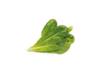 romainesalat fra click and grow