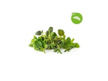click and grow italienske krydderurter