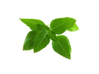 click and grow thaibasilikum